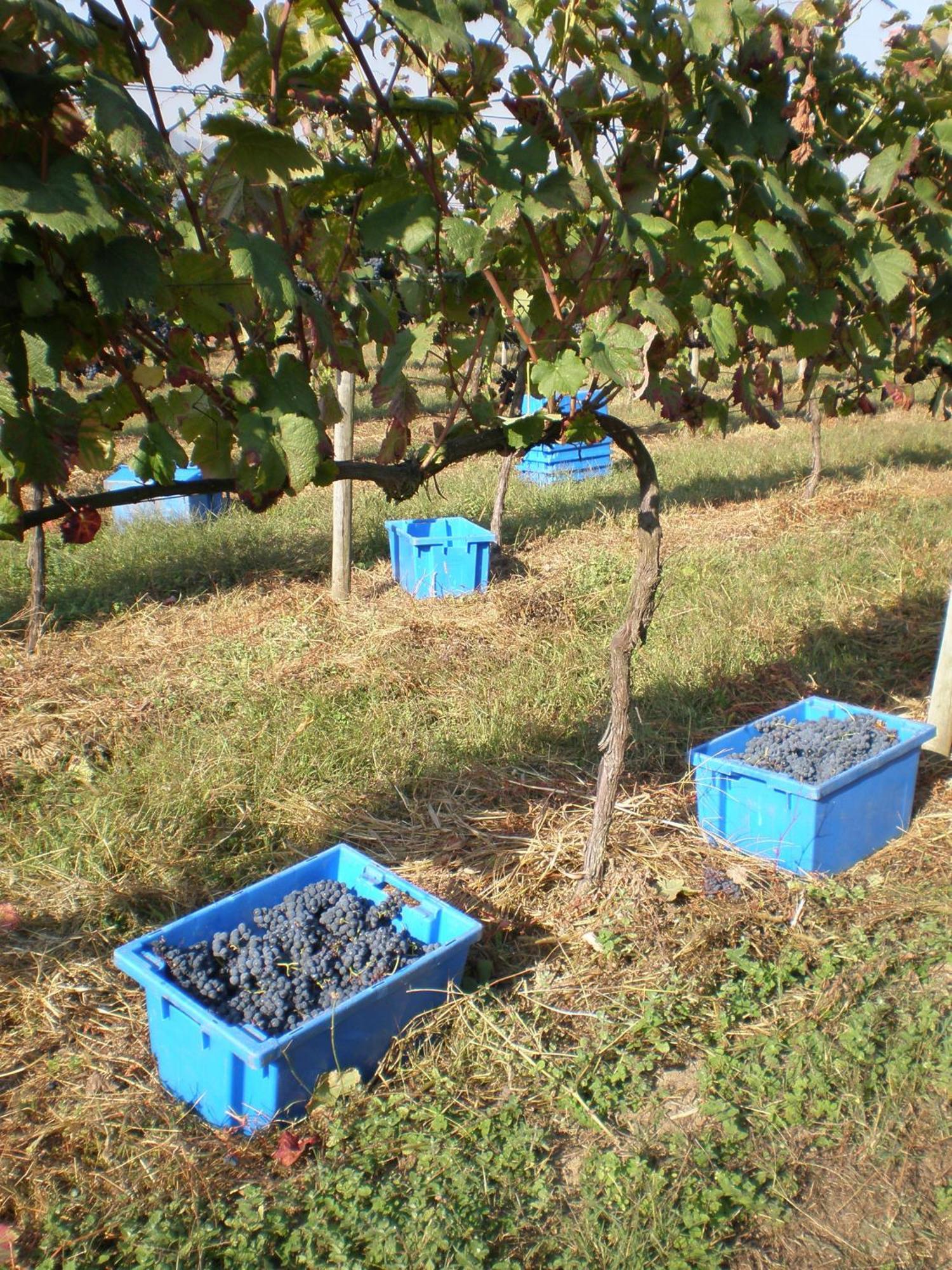 1720 Quinta Da Cancela - Winery & Farmhouse Guimarães Dış mekan fotoğraf