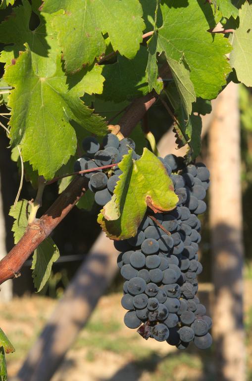 1720 Quinta Da Cancela - Winery & Farmhouse Guimarães Dış mekan fotoğraf